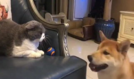 狗视频,视频里的萌宠瞬间